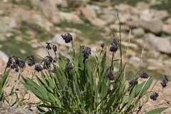 Lindelofia stylosa